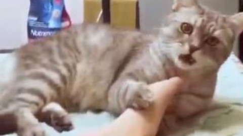 喵星人闻舔了主人的脚之后... 臭到怀疑猫生!辣。。太辣了。。
